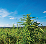 Cannabis crop